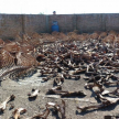 En una de las mataderias, los huesos de los animales faenados se encuentran a cielo abierto y practicamente al aire libre.